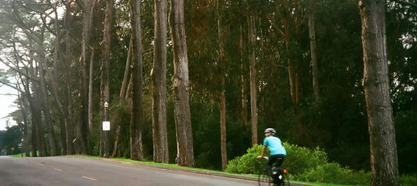 A person cycling on a road lined with tall trees
